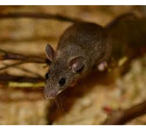 Dunrite Termite & Pest Control - Logan Village, QLD