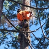 Twain Harte Tree Service gallery