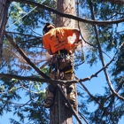 Twain Harte Tree Service