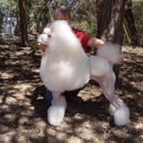 Mithril Standard Poodles - Pet Breeders