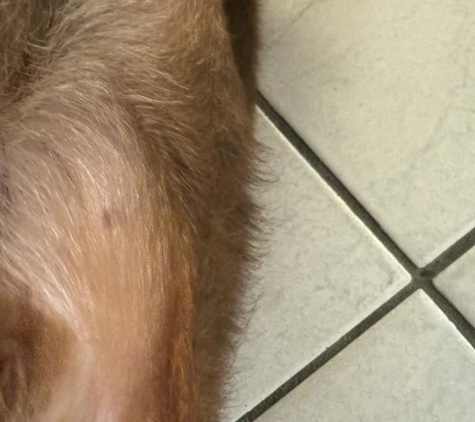 LIMElight Pet Salon - Buddina, QLD