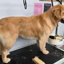Wags to Riches