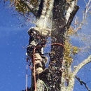 S & S Tree Service - Tree Service