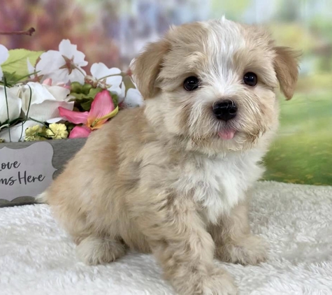 Royal Flush Havanese - Charlestown, RI. We brought our little pup home 5 days ago from Rhode Island and we are instantly in love ����.  He is so gentle and sweet with our young kids.