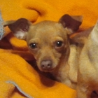 Nevada Spca-No Kill Animal Sanctuary