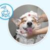 Zoomin Groomin gallery