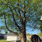 Moore's Tree Service