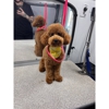 Kontota of Central Houston - Mobile Dog Grooming gallery