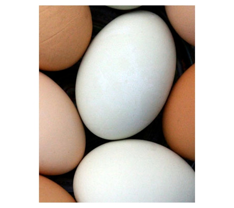 Fresh Farm Eggs Pty Ltd - Greystanes, NSW
