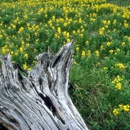 Discount Tree & Landscape Co - Landscape Contractors