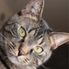 Briarcrest Veterinary Clinic gallery