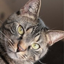Briarcrest Veterinary Clinic - Veterinarians