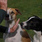 One Mission Dog Training - Fitchburg