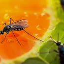 Eagle Eye Pest Control inc - Pest Control Equipment & Supplies