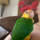 The Everything Brid - General Merchandise