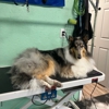 Countryside Canine gallery