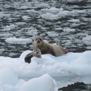 Alaskan Song Charters