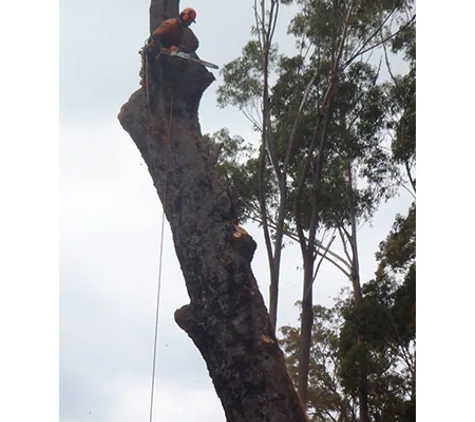 Mckill's Tree Service - Berrambool, NSW