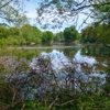 The Bog Garden at Benjamin Park gallery