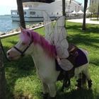 Miami Pony Rentals