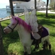 Miami Pony Rentals