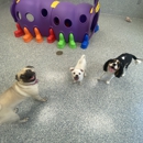 VCA La Mirada Animal Hospital
