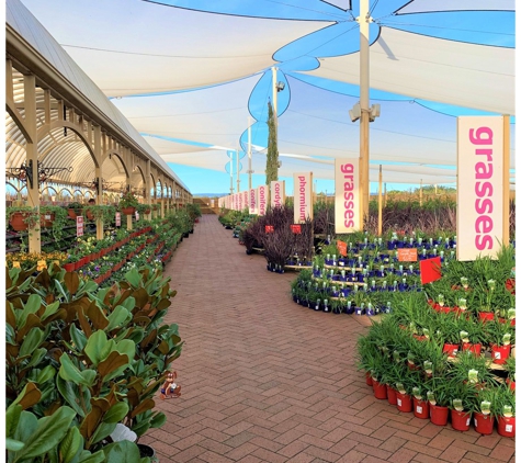 Virginia Nursery Pty Ltd - Virginia, SA