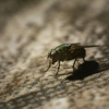 Extermco Termite & Pest Control gallery