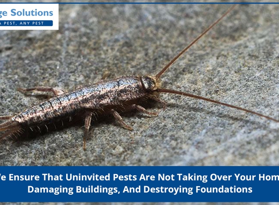 Pestige Solutions - Woolooware, NSW. We Ensure That Uninvited Pests Are Not Taking Over Your Home, Damaging Buildings, And Destroying Foundations