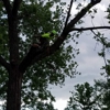 Triple N Tree Service Experts gallery