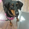 Pucci Pet Career Studio gallery