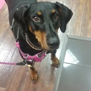 Pucci Pet Career Studio - Pet Grooming