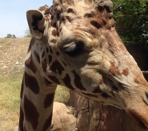 The Living Desert Zoo & Gardens - Palm Desert, CA