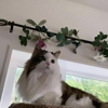 The Country Inn For Cats gallery