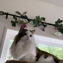 The Country Inn For Cats - Animal Shelters