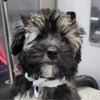 Kontota Mobile Dog Grooming of Cincinnati, OH gallery
