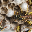 Arro Pest Control - Pest Control Services
