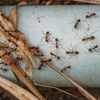 Bug Out Pest Control gallery