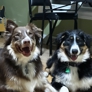 Quality Canines by Kim - Crystal Lake, IL. Happy pups that love their Auntie Kim