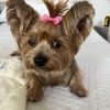Absolutely Pawfect Pet Styling gallery