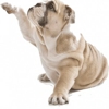 Well Groomed Pets-Surprise gallery