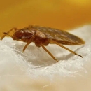 Advance Pest Solutions - Pest Control Equipment & Supplies