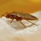 Advance Pest Solutions