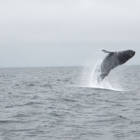 Santa Cruz Whale Watching