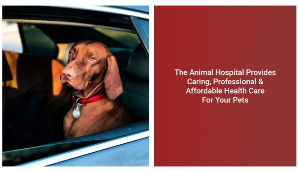 The Animal Hospital - Kalgoorlie, WA. The Animal Hospital Provides Caring, Professional & Affordable Health Care For Your Pets