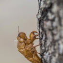 Armor Pest Control - Pest Control Equipment & Supplies