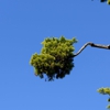 Discount Tree Services gallery