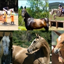 Sweet Water Farm Akhal-Teke - Horse Boarding