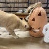 Shannon Veterinary Services gallery