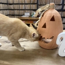 Shannon Veterinary Services - Veterinarians